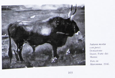 Toro in Maremma